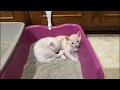 【Cat❤LIVE】タイの猫の赤ちゃんライブ★18:45/3-May2025 #cat #live #neko #猫