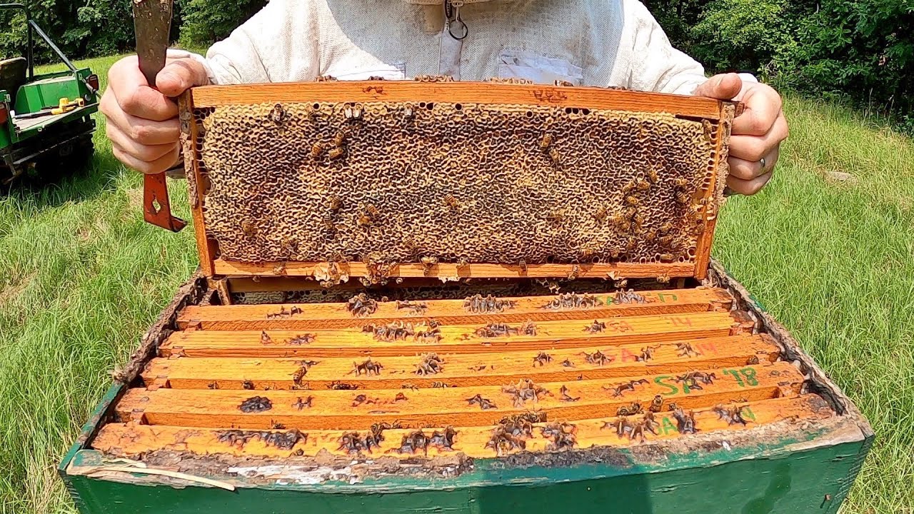 Honey Harvest 2025: 80 Pounds of Liquid Gold!