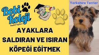 Ayaklara saldıran, ısıran köpeği eğittik. Evde köpek eğitimi.