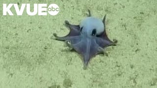 Scientists discover small, bright blue octopus