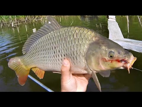 Ловля карпа в корягах удочкой с боковым кивком. Полезные советы