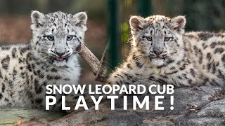 Snow Leopard Playtime!