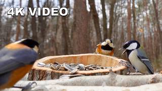 Zen Nature Ambient: Exotic Japanese Birds in Sun-Drenched Forest | 4K Virtual Window