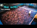 Fish Farming - फिश फार्मिंग - Farming Business &amp; Profit💰| Indian Farmer | World Documentary HD