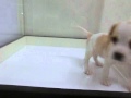 ｽﾇｰﾋﾟｰのﾓﾃﾞﾙ犬！
