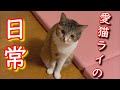 元気に育ってます‼久しぶりの愛猫ライ