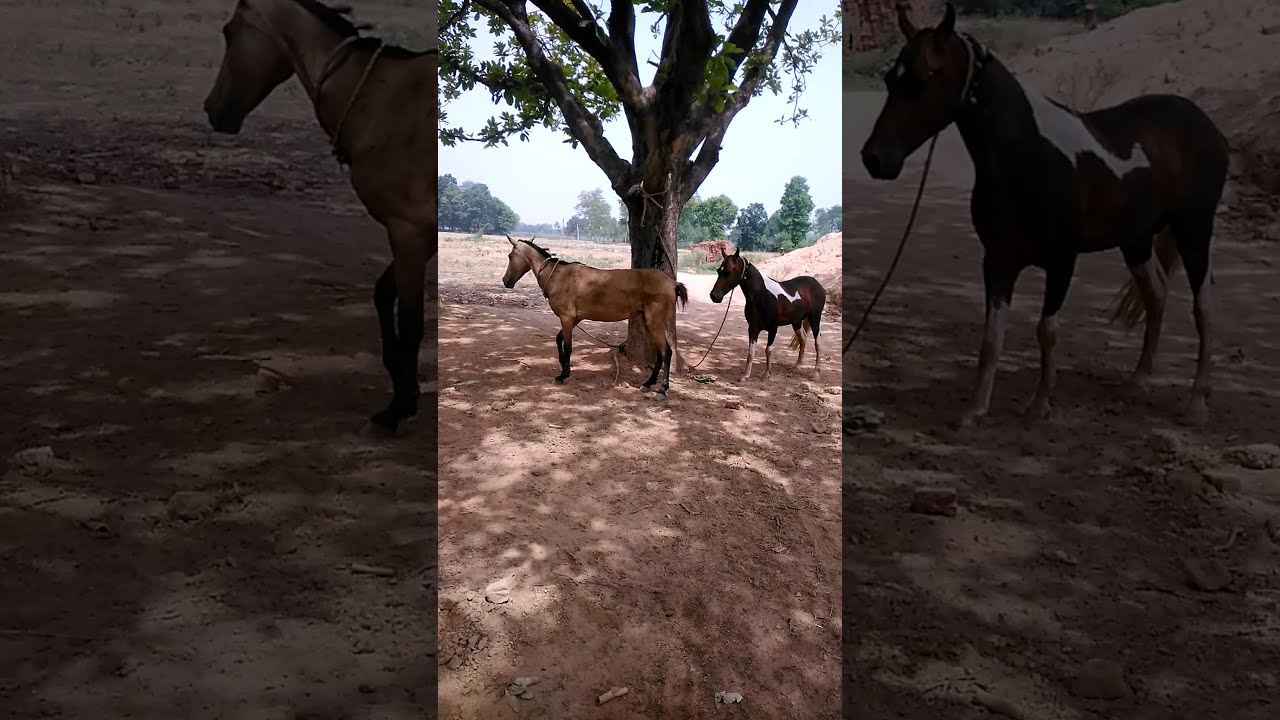 Horse sex(1) - YouTube