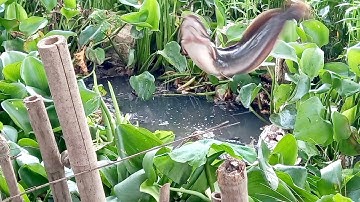 Câu cá// câu cá trê sông cá thiên nhiên  lên toàn cá trê khũng