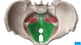 Levator Ani Injury During Vaginal Delivery Explained | Causes, Symptoms & Prevention