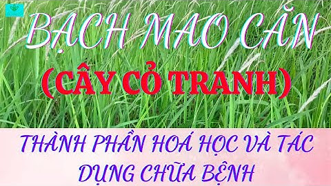 Bạch Mao Căn(Cây Cỏ Tranh): Thành Phần Hoá Học Và Tác Dụng Chữa Bệnh