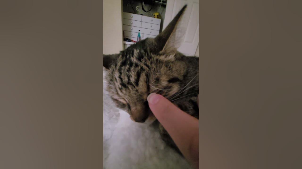 HOW TO PUT A CAT DOWN FOR A NAP! naptime nap cat cute YouTube