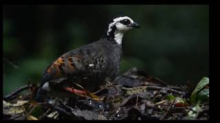 White-faced Partridge atau Puyuh Gonggong  si Burung Endemik Tanah Jawa