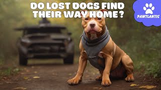 Do LOST DOGS Find Their Way Home? | Dog Facts by Vibeza - Paw 102 views 8 months ago 4 minutes, 14 seconds
