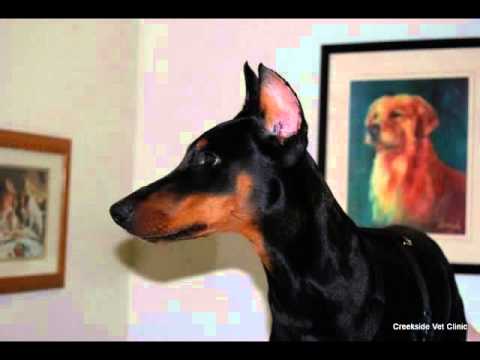 Doberman Ear Cropping Chart