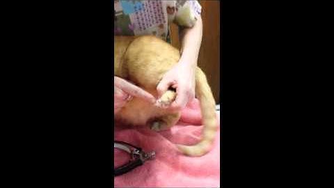 Instructional Videos for Intro To Vet Tech