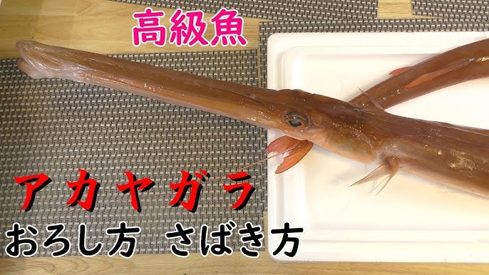 赤矢柄 アカヤガラ のさばき方と刺身の作り方 Youtube 赤矢柄 アカヤガラ のさばき方と刺身の作り方 Youtube