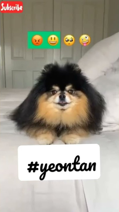 BTS v and yeontan cute moments 😍 / bts yeontan cute moments 😘 / #Shorts #BTS #V #taehyung #yeontan