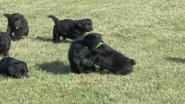 Vernon Yoder's Aussie/Golden Retriever Mix Pups