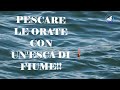 ORATE DALLA SCOGLIERA ~ Pescare le ORATE con un' ESCA di fiume ~