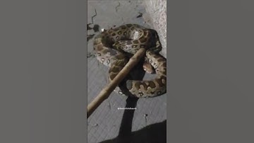 Snake rescue 😯😲 #python #snakerescue #rescue #snakevideo #pythonsnake #viralvideo #explore #foryou