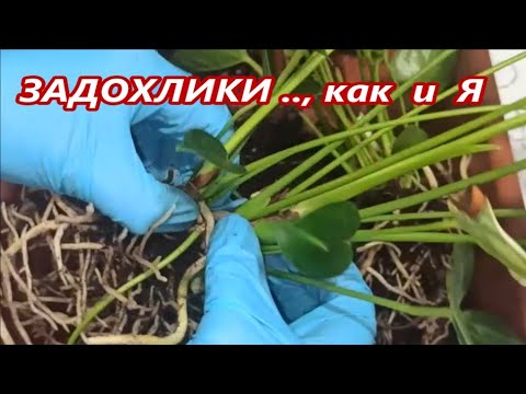ЗАДОХЛИКИ , как и Я ✅ Реанимация и размножение