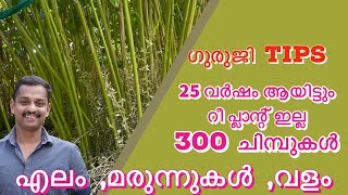 Cardamom Diseases cardamom Farming cardamom Fertilizer elam Krishi cardamom Cultivationgurugi