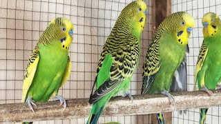 12 Hour Happy Singing & Eating Parakeet Budgies Birds, Reduce Stress of Lonely Quiet Birds