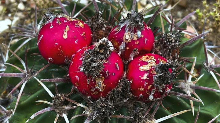 Kathy Sauciers Cacti Garden