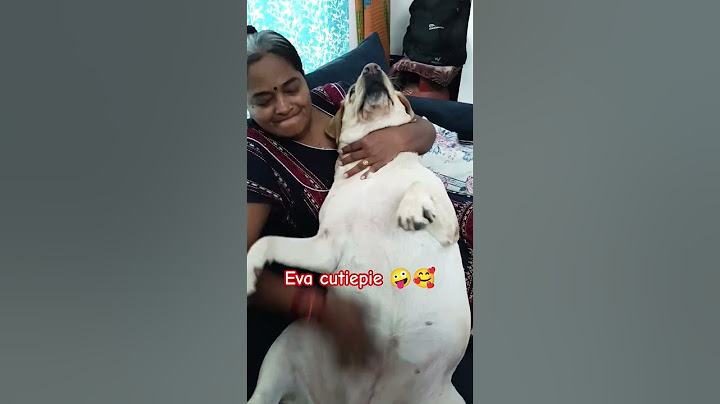 If you are a Labrador then never make these 3 mistakes #cutedog #pets #love #viralvideo #youtubes...