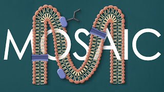 Fluid mosaic model of the cell membrane