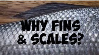 Parshat Re’eh (5784): Why Kosher Fish Need Fins and Scales