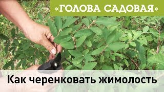 Голова садовая - Как черенковать жимолость