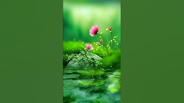 تلاوة من سورة العنكبوت القارئ ياسر الدوسري
