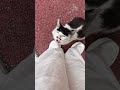 Silly Cat