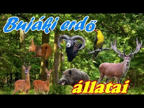 Videó: A Hakassia-rezervátum állatai