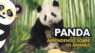 Giant Pandas for Children | Interesting Facts and Importance of These Big Babies - Panda Club screenshot 1