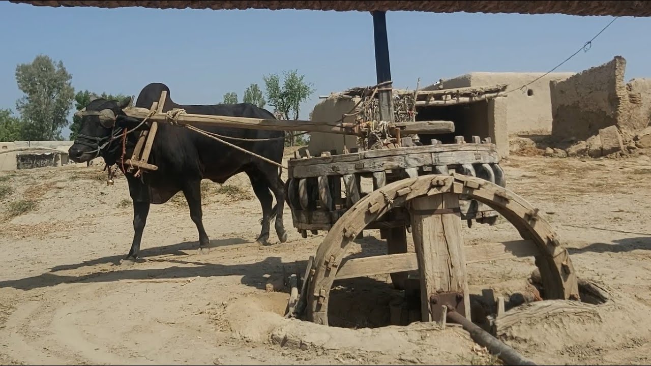 How Punjabi Farmers Irrgates Agricultural Lands With Persian Wheel Rahat Irrigation System