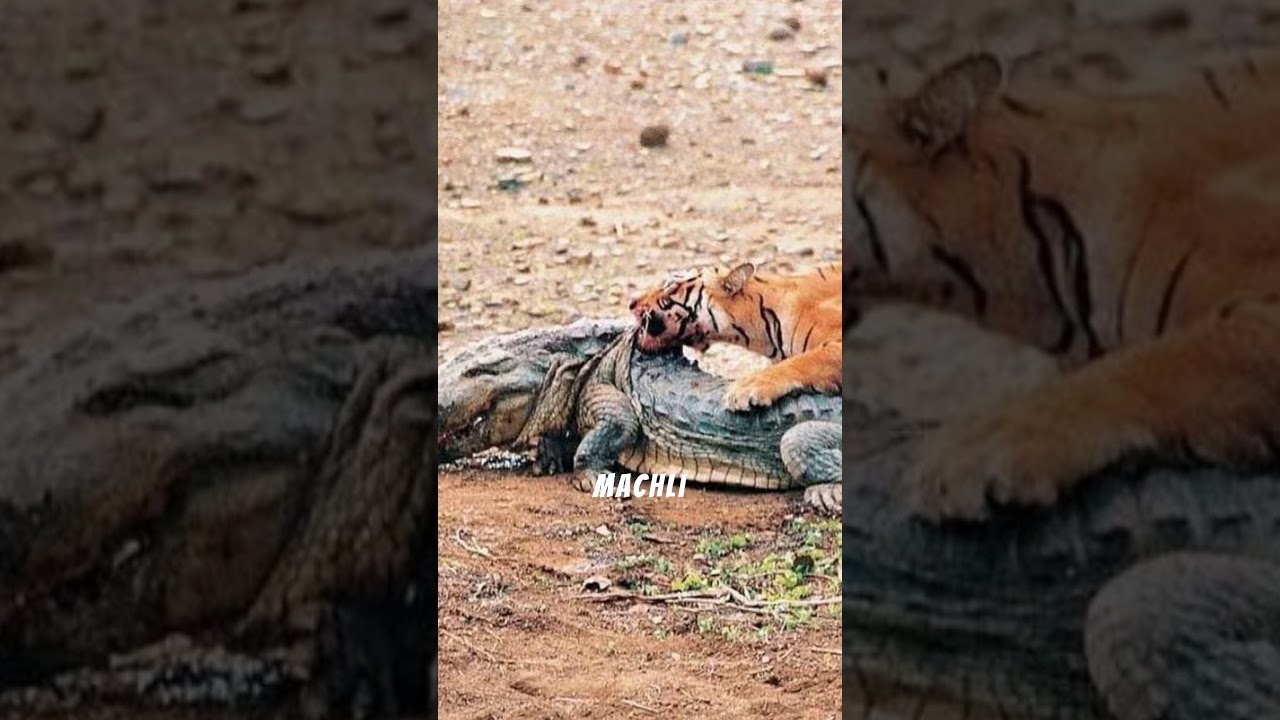 Machli: Tiger vs Crocodile | Legendary Tigress of Ranthambore, India 