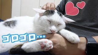 普段ママ派の猫がパパに全力でゴロゴロして甘える！