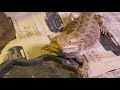 BEARDED DRAGONS LOVE EATING DANDELIONS | TORTOISE GETS IN ON ACTION ALSO!