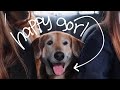 i love my dogs more than i love myself  🐶 a vlog