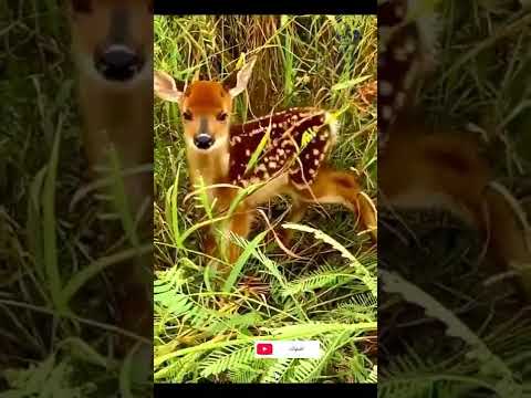 عمرك سمعت صوت الظبي الصغير ابن الغزالة غرييب Shorts