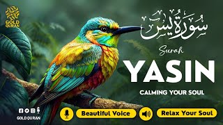 Peaceful Quran Recitation of Surah Yasin (Yaseen) سورة يس ✦ Quran For Sleep ✦ SOFT VOICE ✦ Alaa Aqel screenshot 4