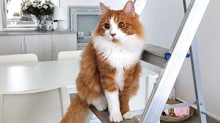 New Game For My Cats! Cats play with unexpected game! by Handsome Cats 345 views 2 years ago 5 minutes, 12 seconds