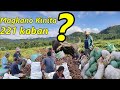 KAMOTE Farming:Magkano Kita sa Isang Ektarya? #kamotefarm #kumikitangkabuhayan #bukid