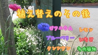 037  植え替えた　植物のその後…