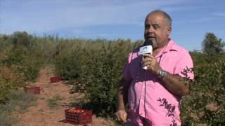 La grenade… une diversification agricole en Languedoc (B.Annonce)