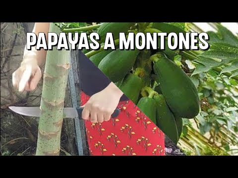 Como tener muchas papayas técnica de capado - YouTube