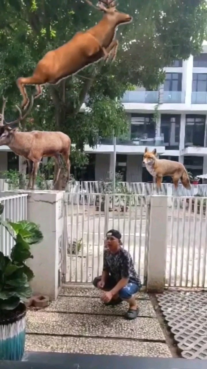 Imagine When Beautiful Animals Come #shortvideo #funny #entertainment