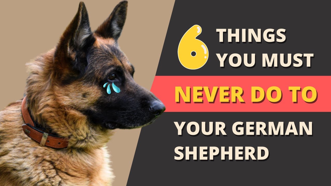 6-things-you-must-never-do-to-your-german-shepherd-youtube